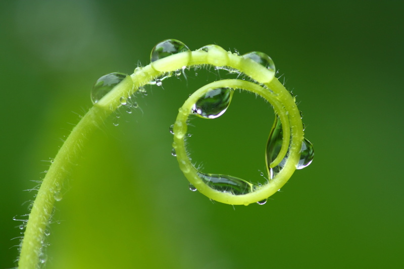 macro, swirl, 4K, plant, floral, green color, close-up, growth, nature, tendril, rest, romantic, close up, decorative, green, beauty in nature, drip, dew