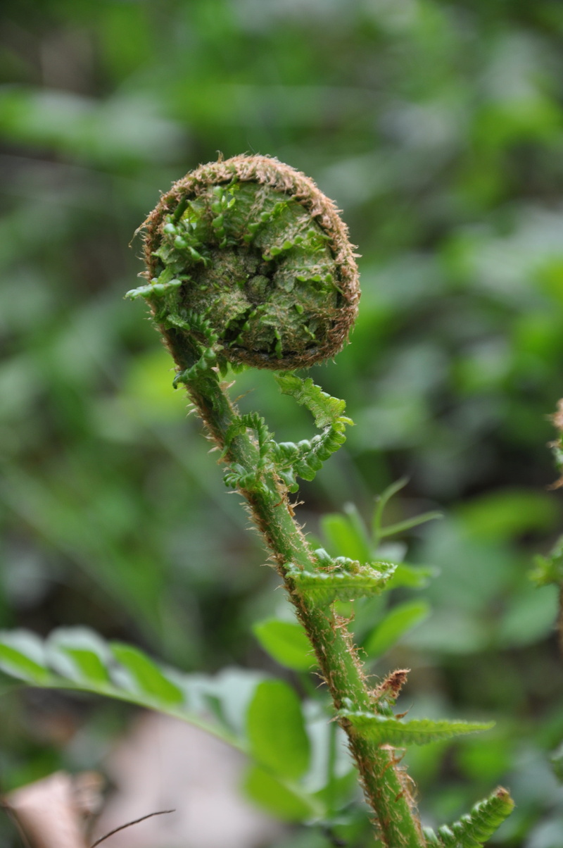 tendril, outdoors, forest, curled up, focus on foreground, beauty in nature, leaf, roll, nature, green color, plant, 4K, beginnings, fern role, fern, tranquility