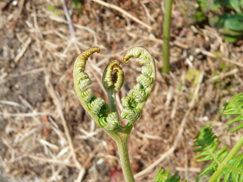 beginnings, tendril, vegetable, green color, plant part, 2K, selective focus, land, no people, close-up, plant, growth, field, outdoors, focus on foreground