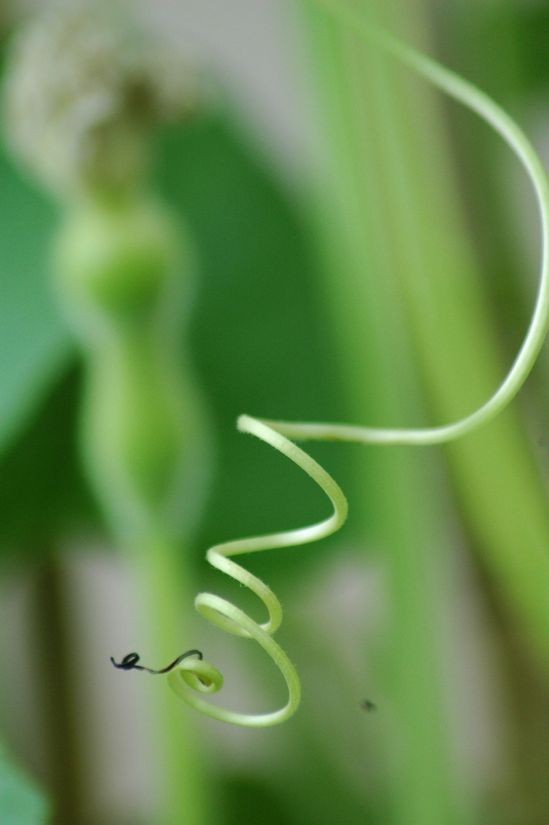 squash gourd, beauty in nature, leaf, vine, focus on foreground, nature, vulnerability, calebasse, tendril, curled up, green, close-up, plant part, outdoors