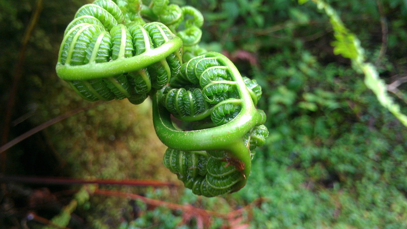 selective focus, curled up, food and drink, hawaii, outdoors, day, healthy eating, food, fern, hapuu, tree, focus on foreground, beauty in nature, mountain view