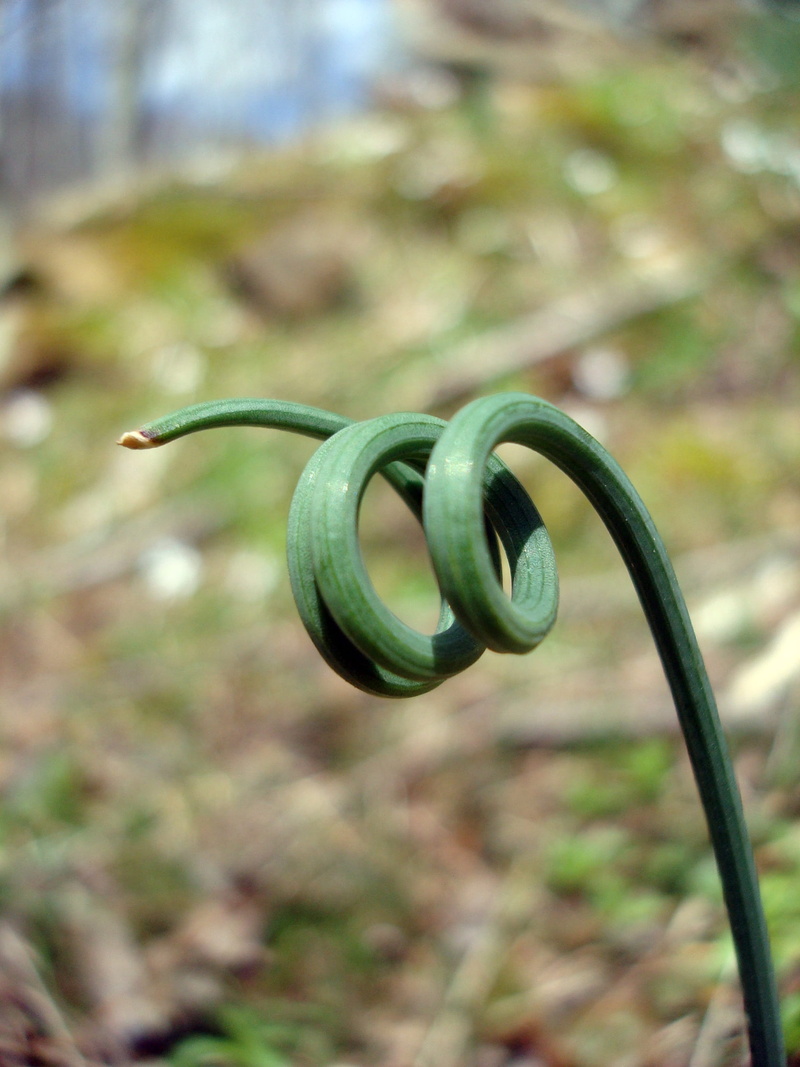 wild onion, growth, day, animals in the wild, land, focus on foreground, tendril, leaf, spiral, selective focus, green color, curled up, flora, plant part