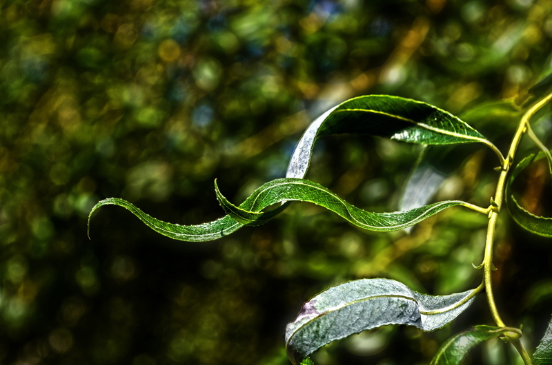 green color, nature, green, beauty in nature, animal, animal wildlife, curled up, plant part, plant, 4K, foliage, tendril, outdoors, animal themes, one animal