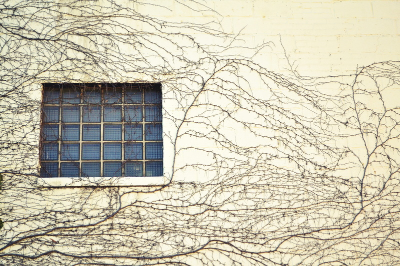 no people, Building, glass - material, branch, nature, 4K, creeping, growth, climbing, low angle view, bare tree, wall - building feature, Tendril, residential district