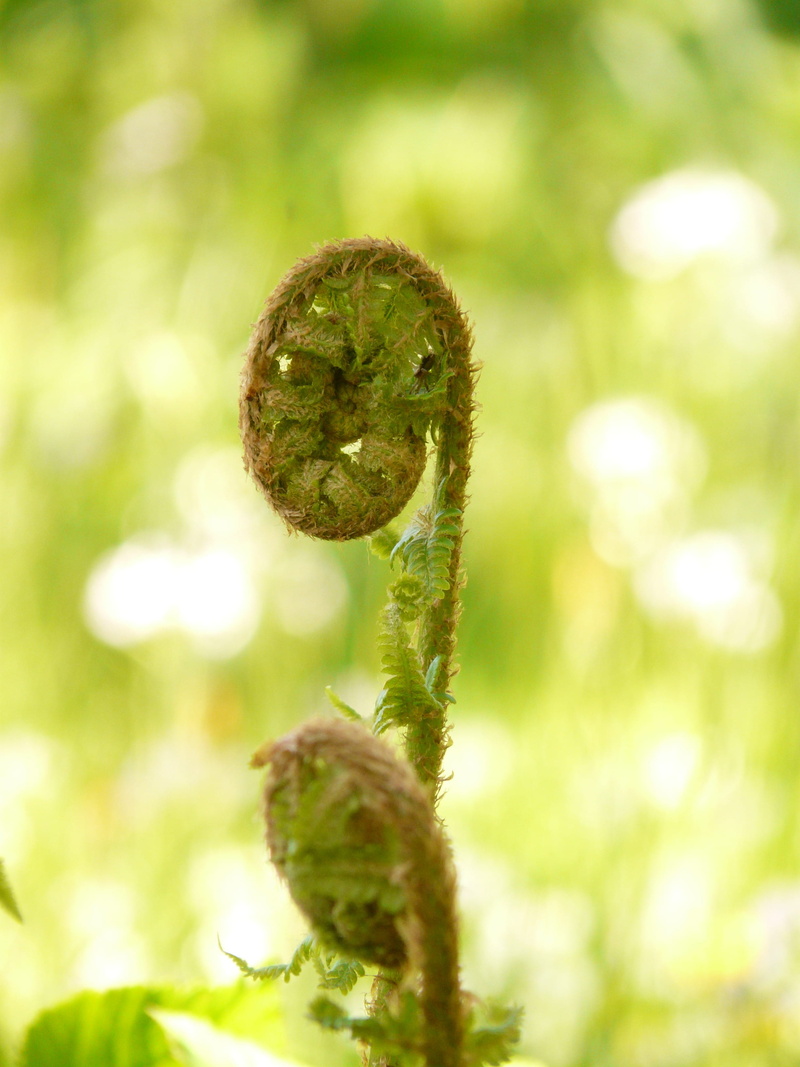 close-up, beauty in nature, tendril, domestic goldschuppenfarn, woodfern, no people, dryopteris affinis, selective focus, focus on foreground, spiral, nature