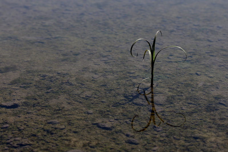 water, nature, sand, tendril, spiral, outdoors, reflection, arid climate, no people, 5K, growth, tranquility, dry, loneliness, fragility, close-up, beach