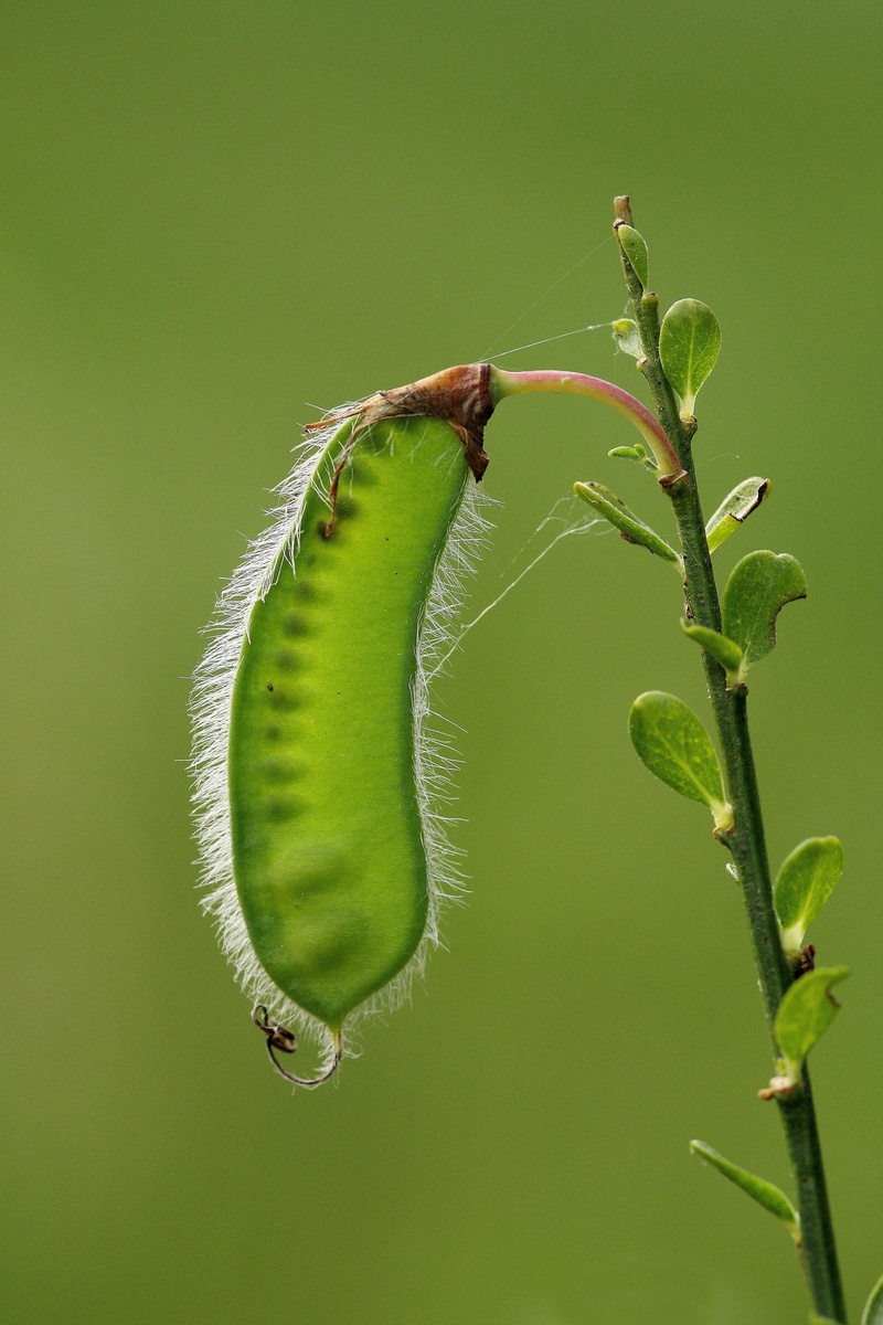 flowering plant, focus on foreground, flower, no person, plant, nature, no people, tendril, outdoors, plant stem, beauty in nature, vulnerability, close-up