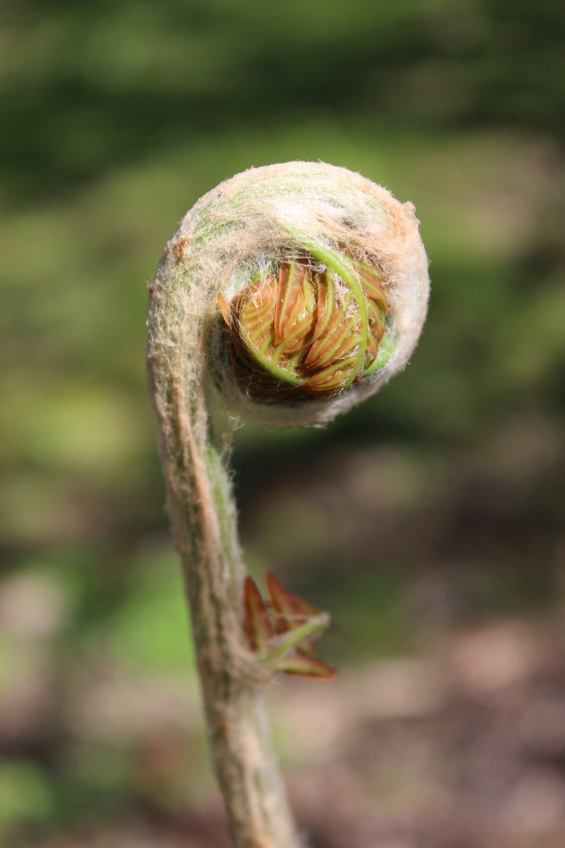 5K, fern, focus on foreground, selective focus, outdoors, growth, vessel sporenpflanze, close-up, vulnerability, ferns, fiddlehead, tendril, fragility