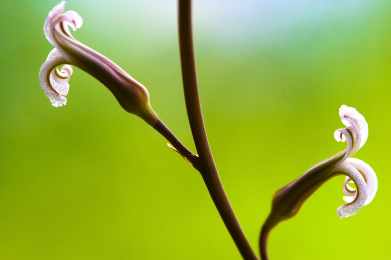 love, 4K, plant, Flowers, nature, green color, water, vulnerability, focus on foreground, outdoors, emotion, plant stem, curled up, fragility, beauty in nature