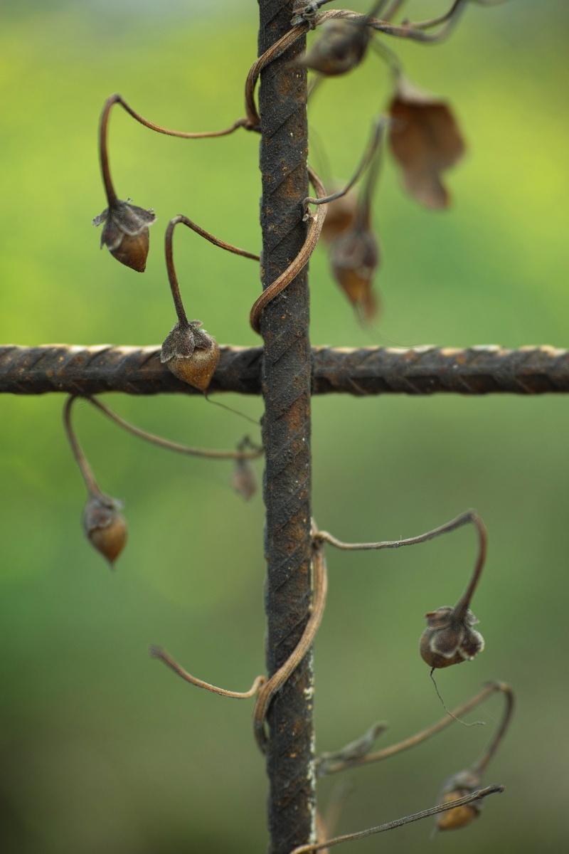 selective focus, daniel, branch, growth, animal themes, Dry, 4K, dead plant, day, no people, Plant, macro, autumn, spring, vertebrate, animal wildlife