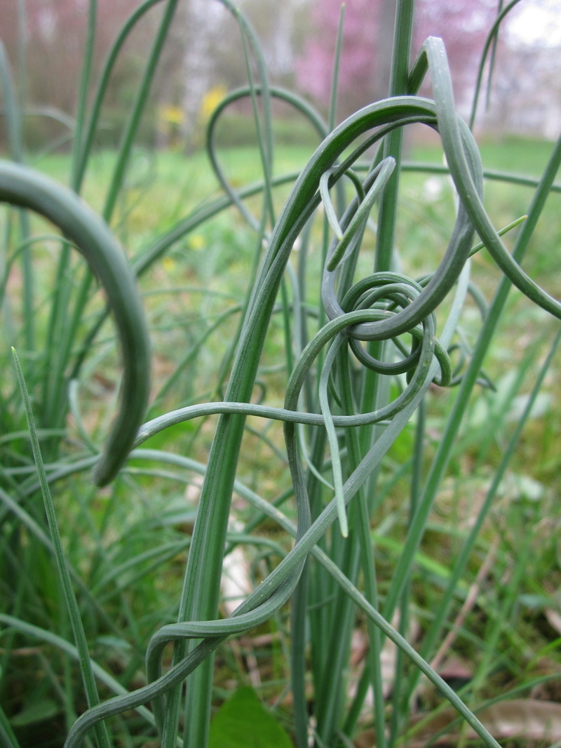 2K, Allium Schoenoprasum, metal, fresh, ingredient, beauty in nature, focus on foreground, field, green color, land, Chives, tangled, day, growth, blade of grass