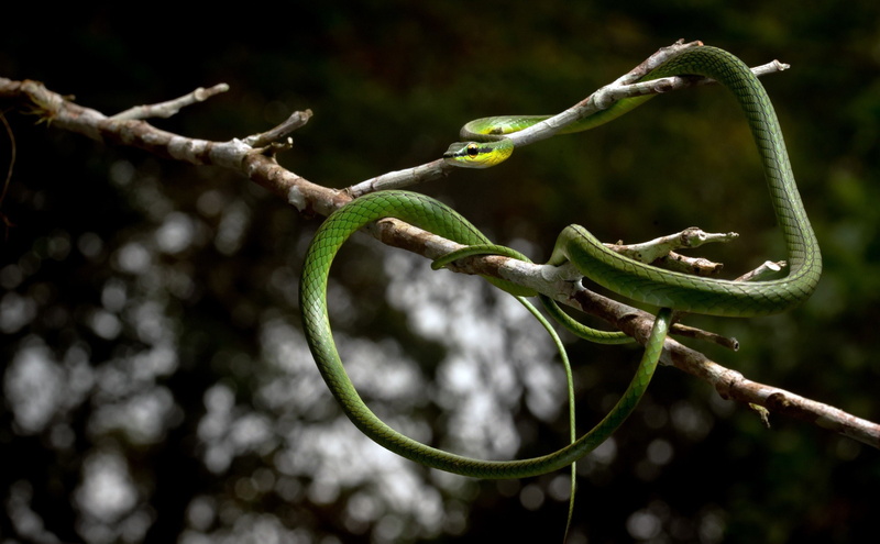 plant part, green color, twig, plant, leaf, snake reptiles branch animals, branch, tree, tendril, nature, beauty in nature, 2K, selective focus, vine