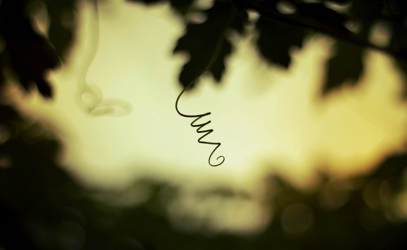 love, plant, green, day, nature, wineyard, leaf, focus on foreground, Autumn, tendril, outdoors, black, plant part, growth, no people, positive emotion