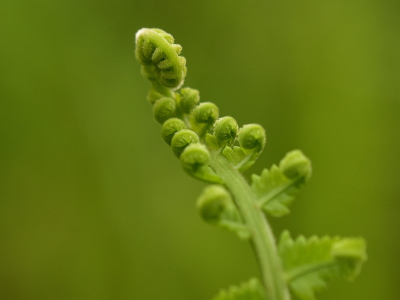 fern, beginnings, plant, focus on foreground, desktop, healthy eating, leaf, young frond, flora, selective focus, growth, nature, green color, food and drink
