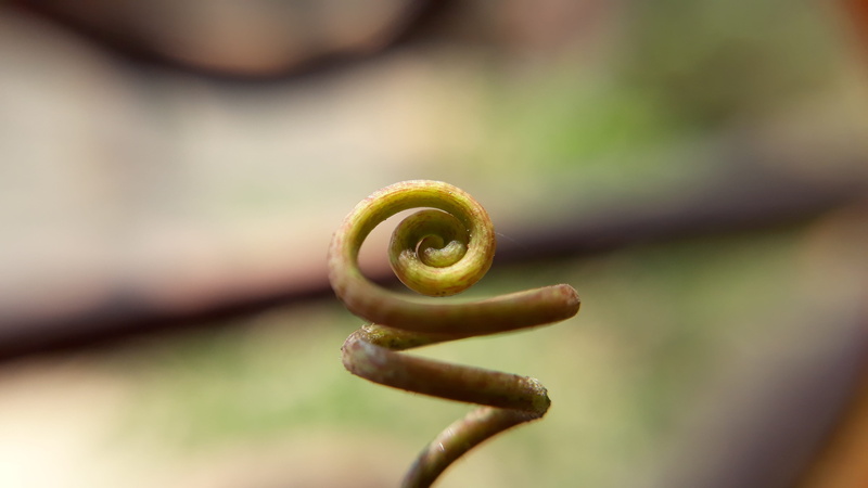 desktop, plant stem, close, extreme close-up, tranquility, closeup, intertwined, tendril, growth, focus on foreground, flora, green color, no people, beauty in nature