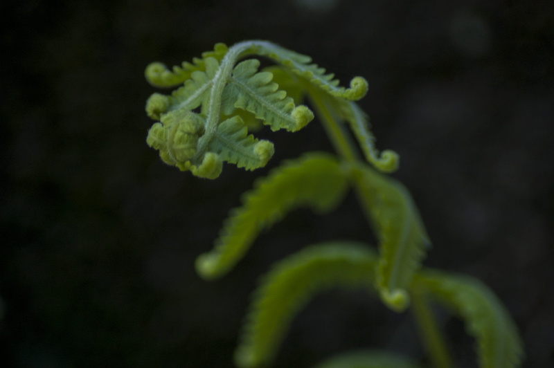 no people, wilderness, plant, dark, green, background, black background, outdoors, growth, sprout, leaf, wildplant, black, plant part, foliage, fern, greenery