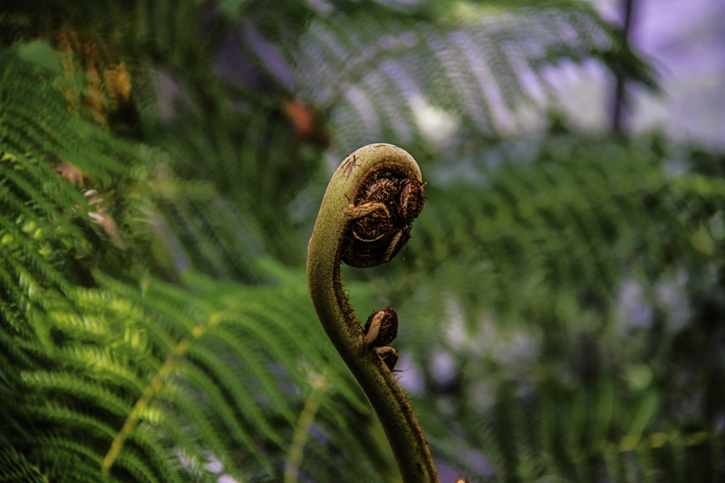 australia, selective focus, focus on foreground, tree, day, ferns, fiddle head, freshness, land, outdoors, sunlight, vegetable, fern, tendril, close-up