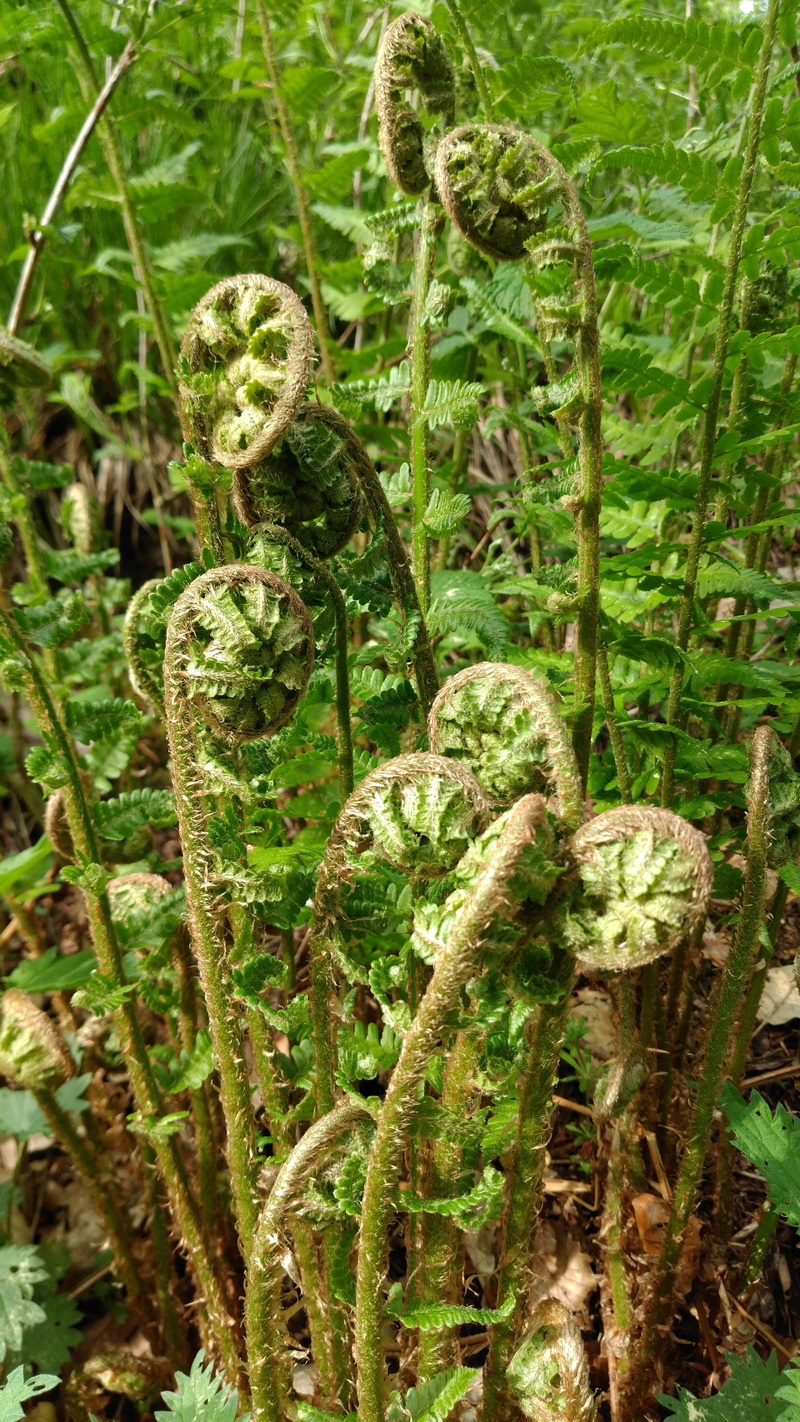 curled up, fern, day, greenery, no people, tranquility, land, floral, nature, tendril, 5K, spiral, plant part, forest, selective focus, outdoors, plant
