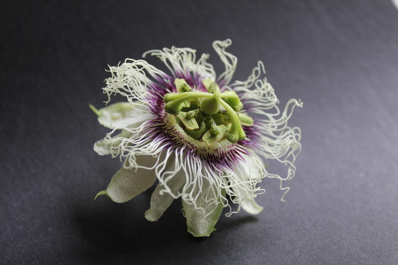 studio shot, flower head, indoors, white, nature, passion flower, flora, vulnerability, flowering plant, green color, blossom, freshness, no people, plant