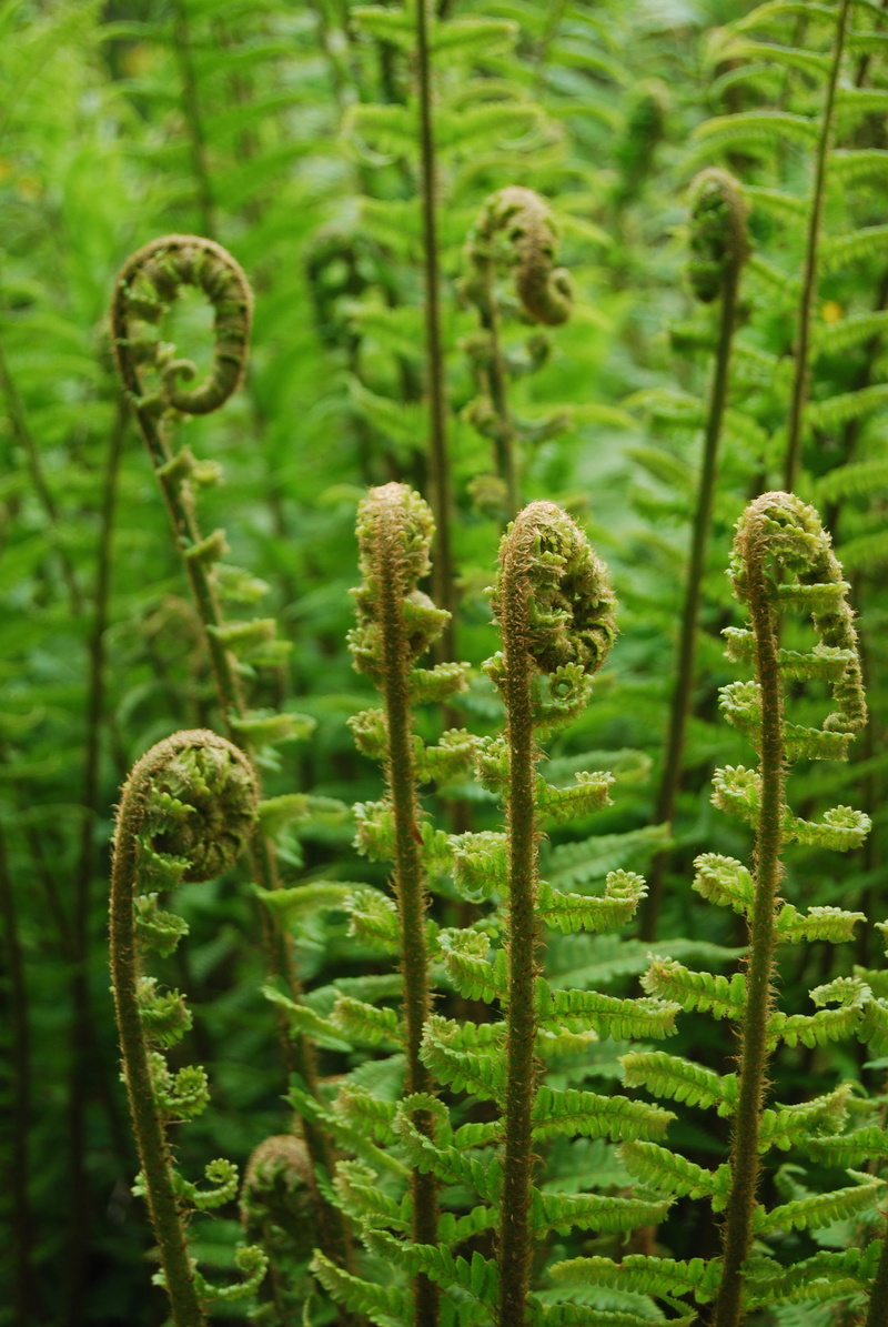 selective focus, fern, botany, land, outdoors, 4K, tranquility, beauty in nature, green color, day, nature, focus on foreground, plants, vulnerability