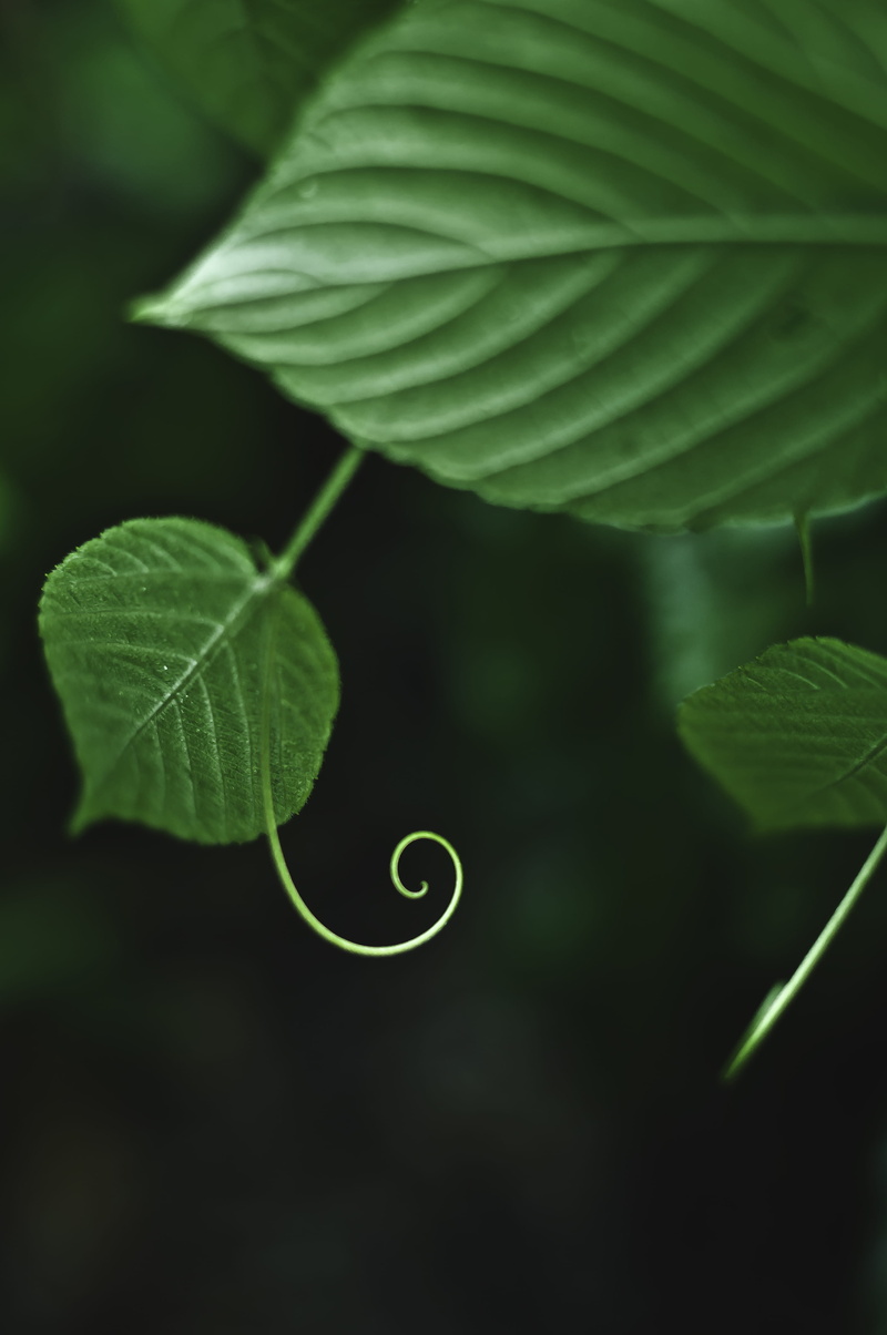 focus on foreground, plants, beginnings, botany, plant part, tendril, day, close-up, leaves, tranquility, 4K, green color, fragility, plant, outdoors