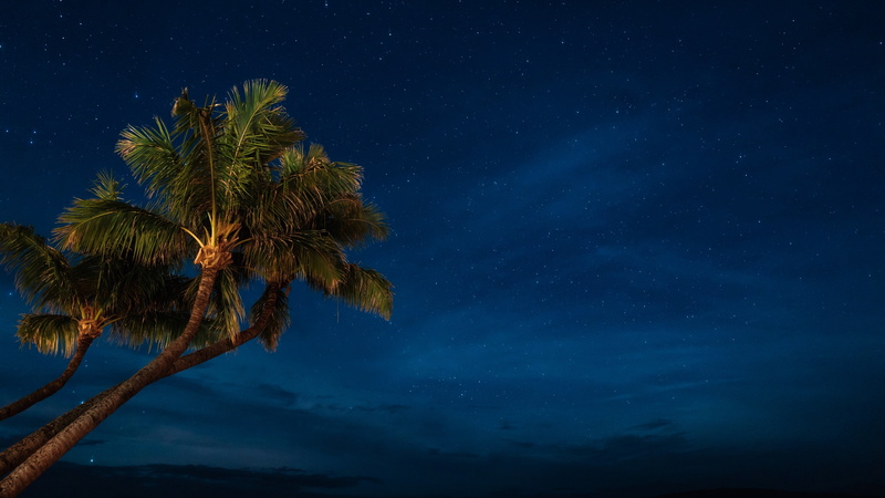 stars, palm, palm tree, sky, starry sky, night sky, 4K, night, tree, darkness