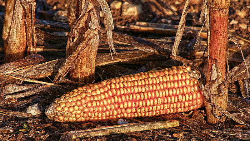 corn kernels, rural, agriculture, trunk, freshness, outdoors, arable, harvest, 4K, tree trunk, food and drink, corn, food, field, cornfield, close-up
