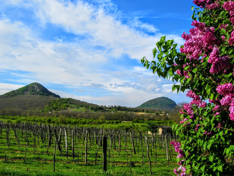 winemaking, agriculture, summer, blue, cloud - sky, Mount, plant, Remnant, growth, nature, spring, fence, land, tranquility, vineyard, 4K, flowering plant