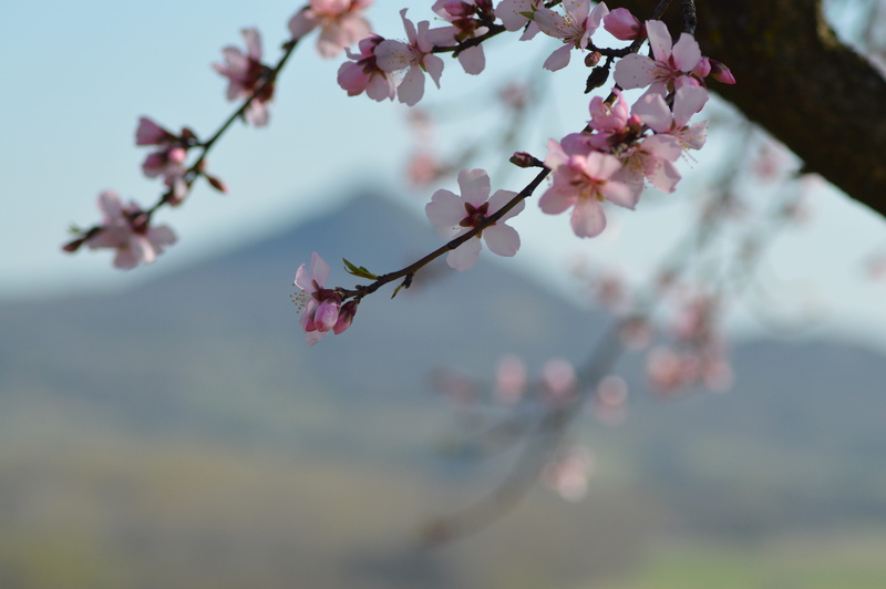 cherry blossom, remnant hill, plum blossom, flower head, pink color, mandulafa, spring, branch, bloom, day, flower, twig, outdoors, petal, balaton uplands