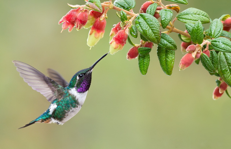Hummingbird, birds, strahota forest star, 1080P, flight, ostrovosky dwarf elf