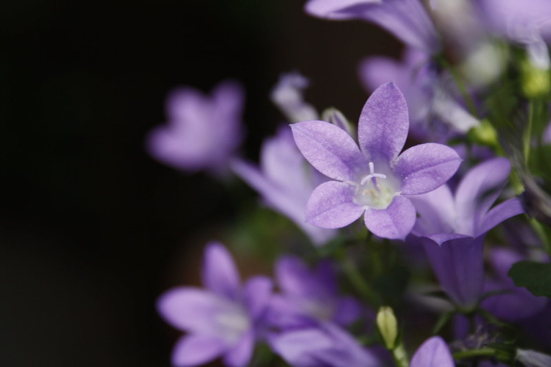 ornamental plant, outdoors, plant, bud, selective focus, purple, blue violet, dwarf bellflower, no people, botany, low bellflower, vulnerability, campanula cochleariifolia