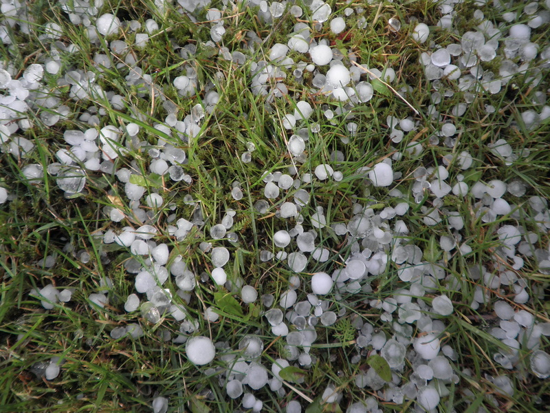 weather, hailstones, high angle view, plant, weather in june, flower, land, flowering plant, day, fragility, storm, grass, beauty in nature, winter, white color
