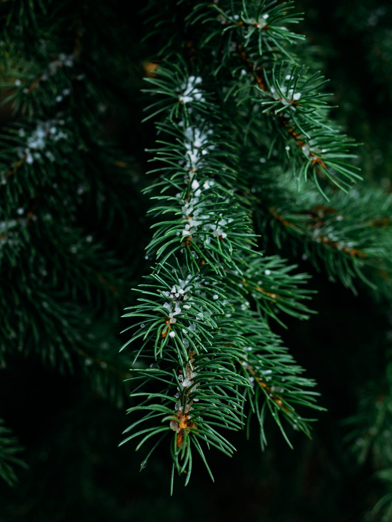 tranquility, green color, 4K, forst, snow, tree, branch, photography, plant part, close-up, pine, focus on foreground, christmas tree, no people, leaf