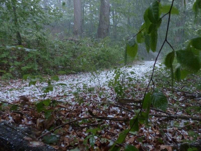 Hail, hailstones, plant part, day, outdoors, scenics, Forest, precipitate, land, non-urban scene, scenics - nature, 4K, no People, Storm, Trees, water