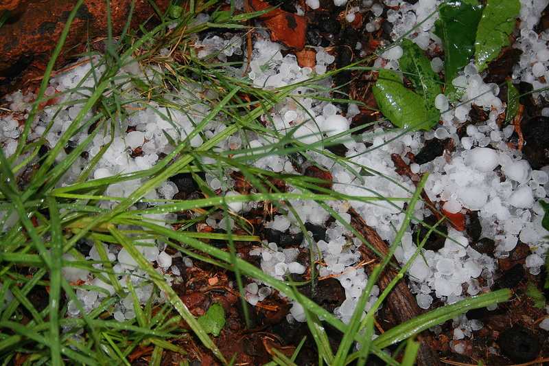 plant part, plant, dew, hail, stones, grass, high angle view, cold temperature, frozen, leaf, growth, ice, white color, storm, nature, field, beauty in nature