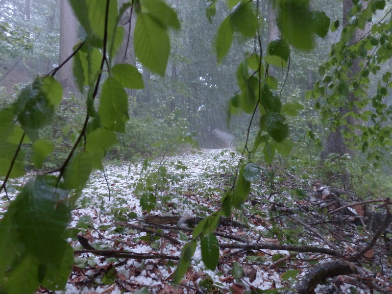 plant part, tree, ice lumps, stream, Forest, leaves, outdoors, land, wet, hailstones, Trees, growth, leaf, 4K, Thunderstorm, no people, nature, Storm