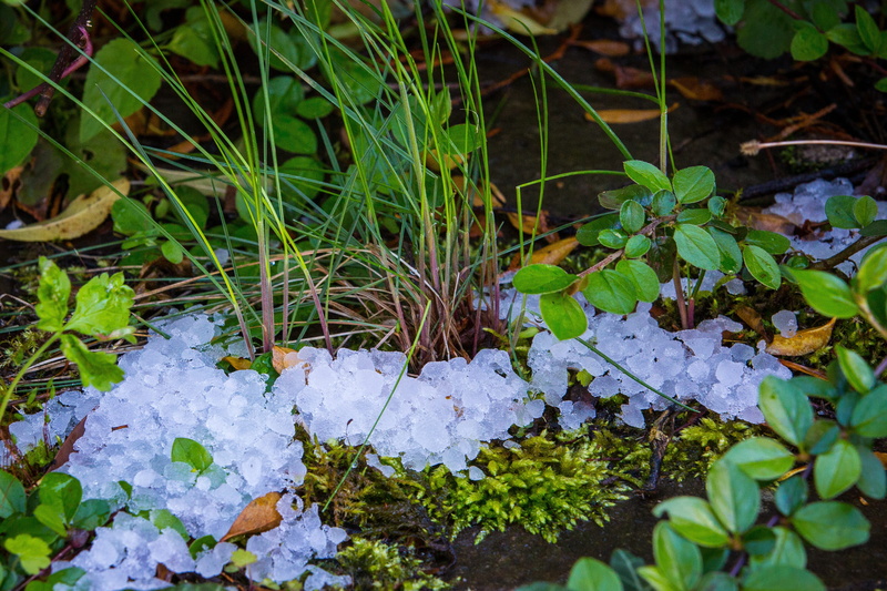 beauty in nature, floating on water, day, Hailstones, storm, ice lumps, no people, leaf, floating, nature, 4K, close-up, great balls of fire, outdoors