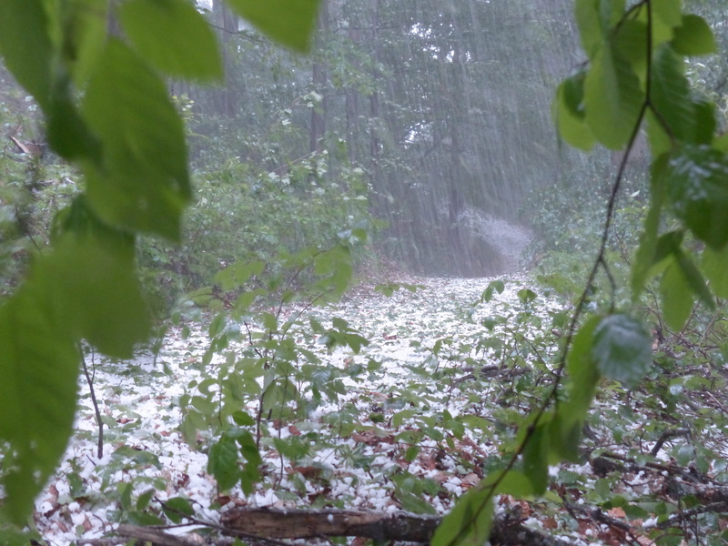 hail, river, green, Trees, green Color, tree, outdoors, land, close-up, hailstones, storm, plant, rain, beauty in nature, Forest, growth, no people, wet