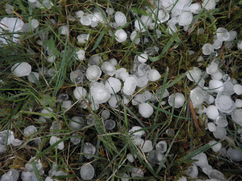 growth, storm, plant, outdoors, precipitate, animal egg, high angle view, hailstones, land, field, white color, grass, egg, weather, day, nature, leaf