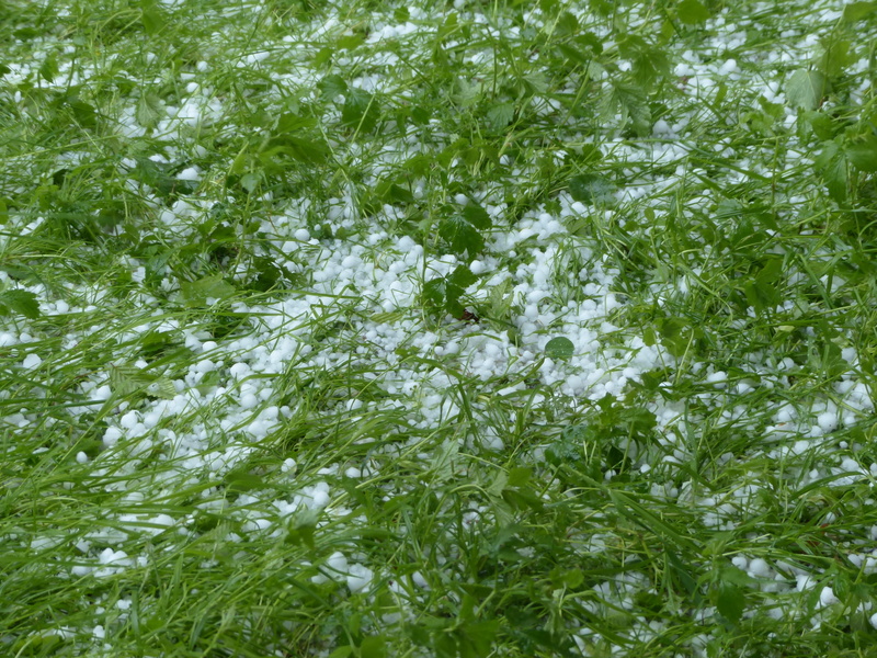 land, hailstones, grass, green color, foliage, storm, plant part, white color, ice lumps, no people, rush, lush foliage, thunderstorm, outdoors, tranquility