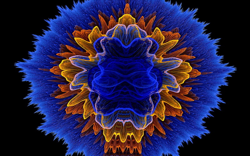 nature, indoors, 1080P, flower head, studio shot, artwork, multi Colored, one animal, orange, lights, shape, light, animal, wavelength, backgrounds, flower