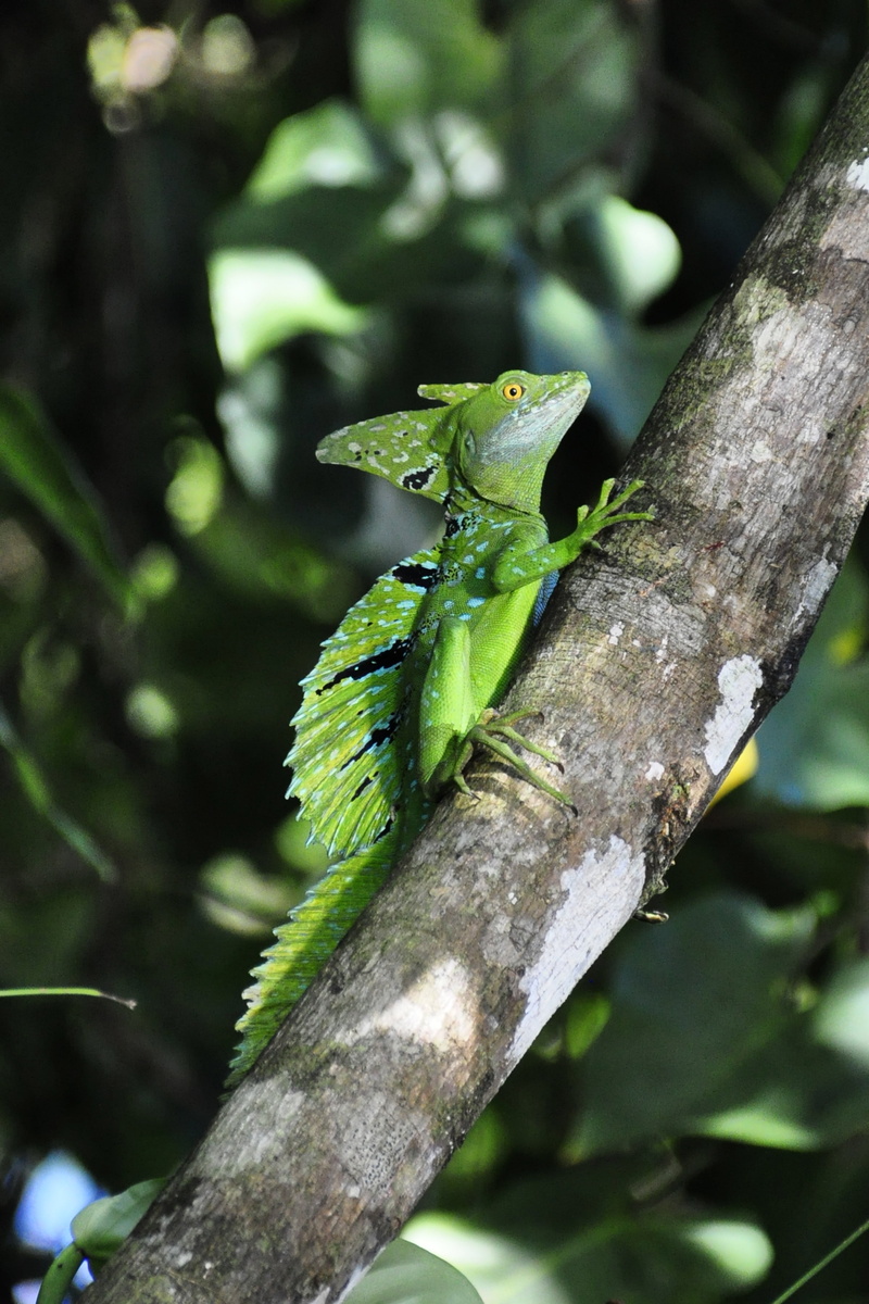 vertebrate, animal themes, branch, basilisk, rainforest, leaf, animal, 4K, no people, animals in the wild, lizard, tree, one animal, plant, jungle, nature