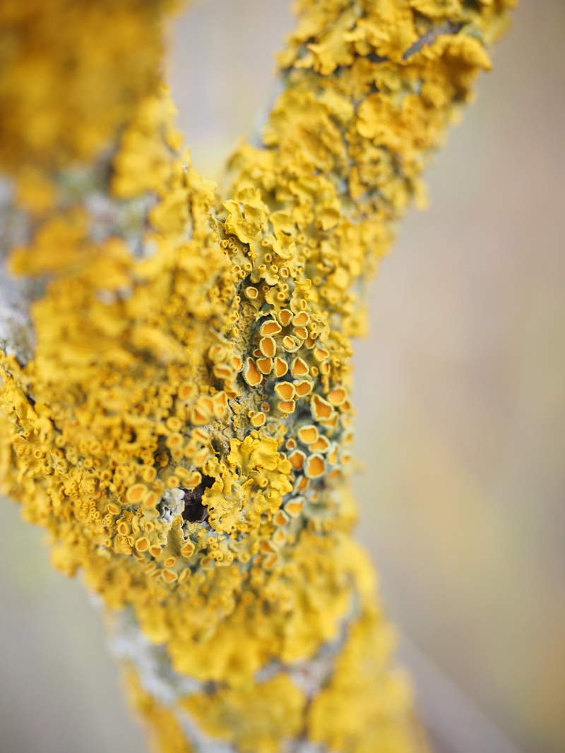 phytobionten, growth, branch, yellow, individual, weave, mykobionten, tree trunk, chlorophyta, vulnerability, outdoors, fragility, beauty in nature, flowering plant