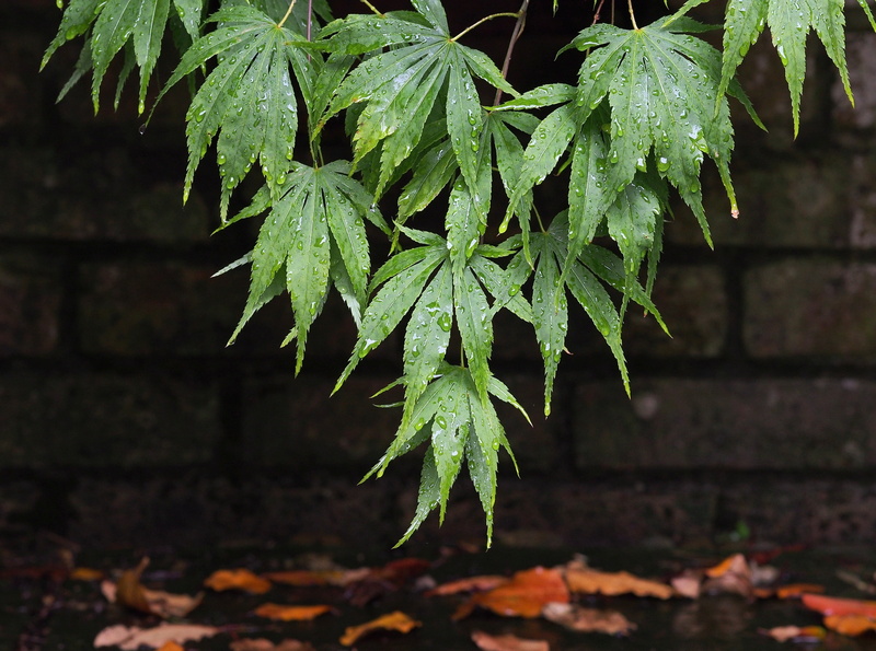 serenity, raindrop, vulnerability, focus on foreground, plant, nature, day, acer, no people, green, maple, lush, acer palmatum, plant part, land, garden