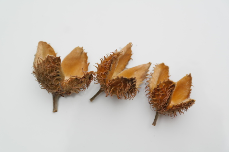shaggy rough, fagus sylvatica, wellbeing, leaf, nut, studio shot, white background, fruit pods, four lobed, ingredient, cupula, 5K, freshness, snack, brown