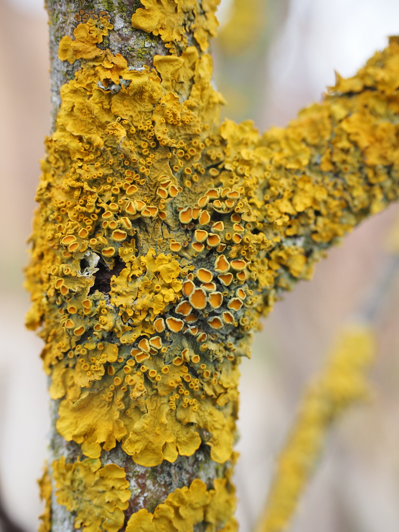 natural condition, no people, yellow, cyanobacteria, plant part, focus on foreground, xanthoria parietina, beauty in nature, ordinary gelbflechte, autumn