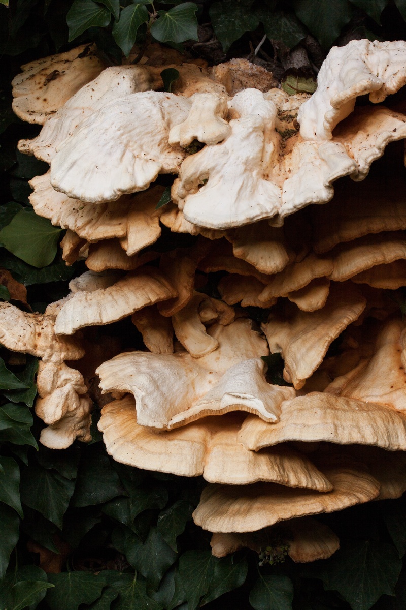 food and drink, in the old, sulfur yellow, nature, vegetable, beauty in nature, day, sulphur ovinus, no people, whitish, laetiporus sulphureus, plant part
