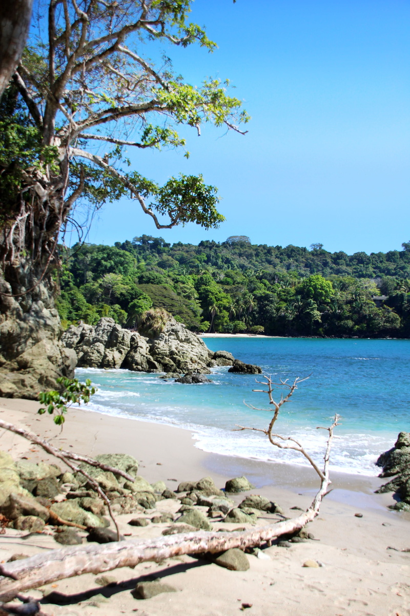 beach, sand, palm trees, tranquility, clear sky, scenics - nature, plant, summer, tranquil scene, tropical, sky, outdoors, tree, nature, non-urban scene