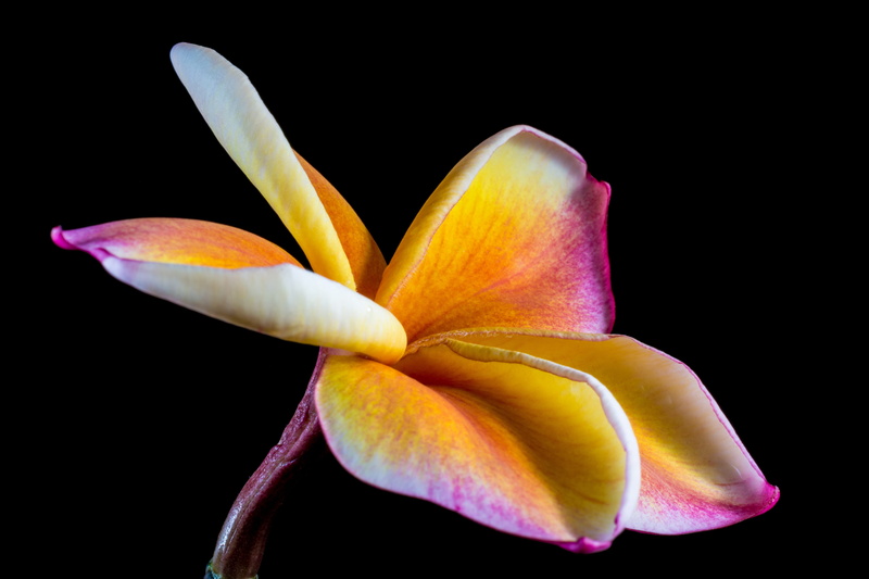 growth, close-up, calyx lobes, national flower, no people, flowering plant, flower head, freshness, nature, flor de cebo, ornamental flower, plant, frangipandi