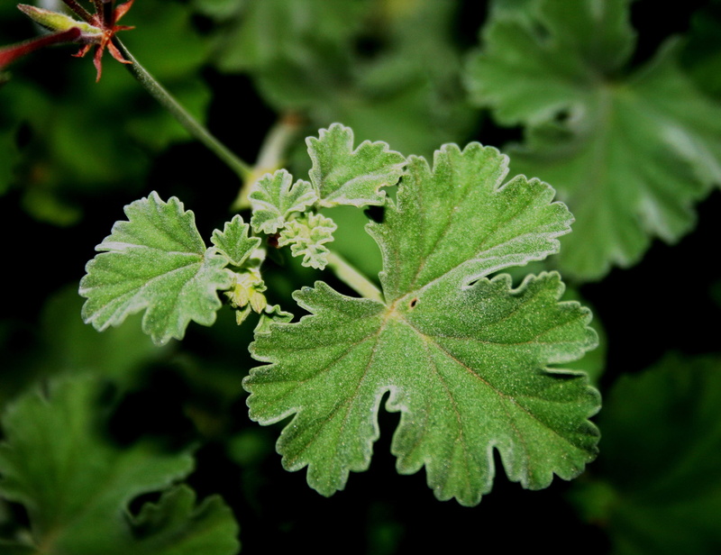 leaf green, field, plant, vulnerability, lobed, land, Folds, edging, Serrated, Soft, Veins, focus on foreground, close-up, food, freshness, leaf, growth